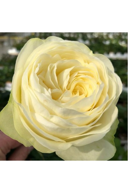 Роза Пур Блонд - многолепестковый цветок